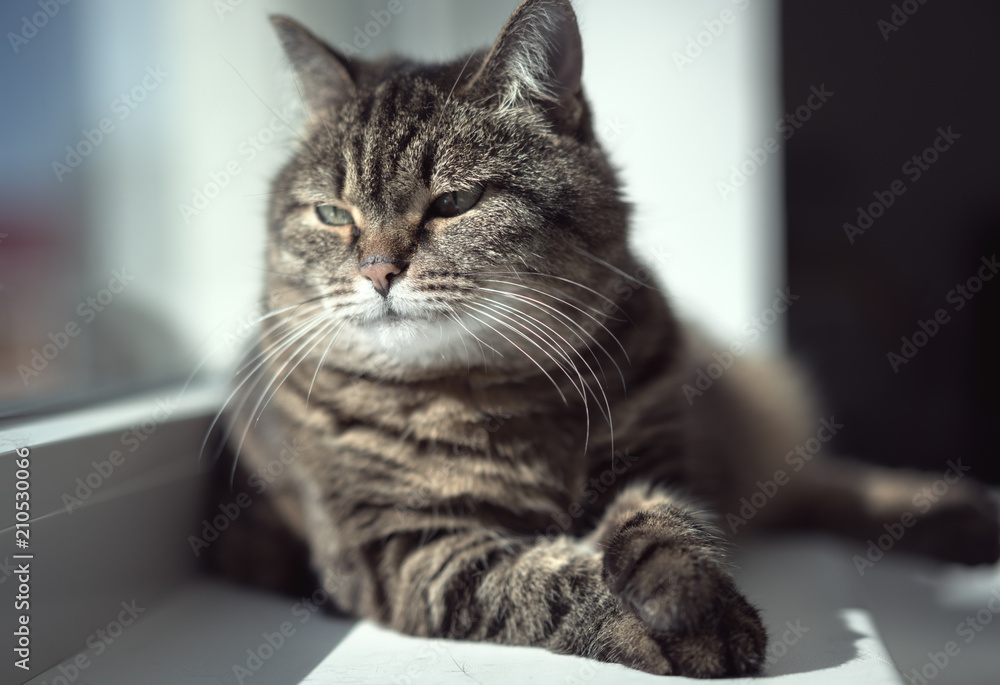 serious cat relaxed on the window serious cat relaxed on the window