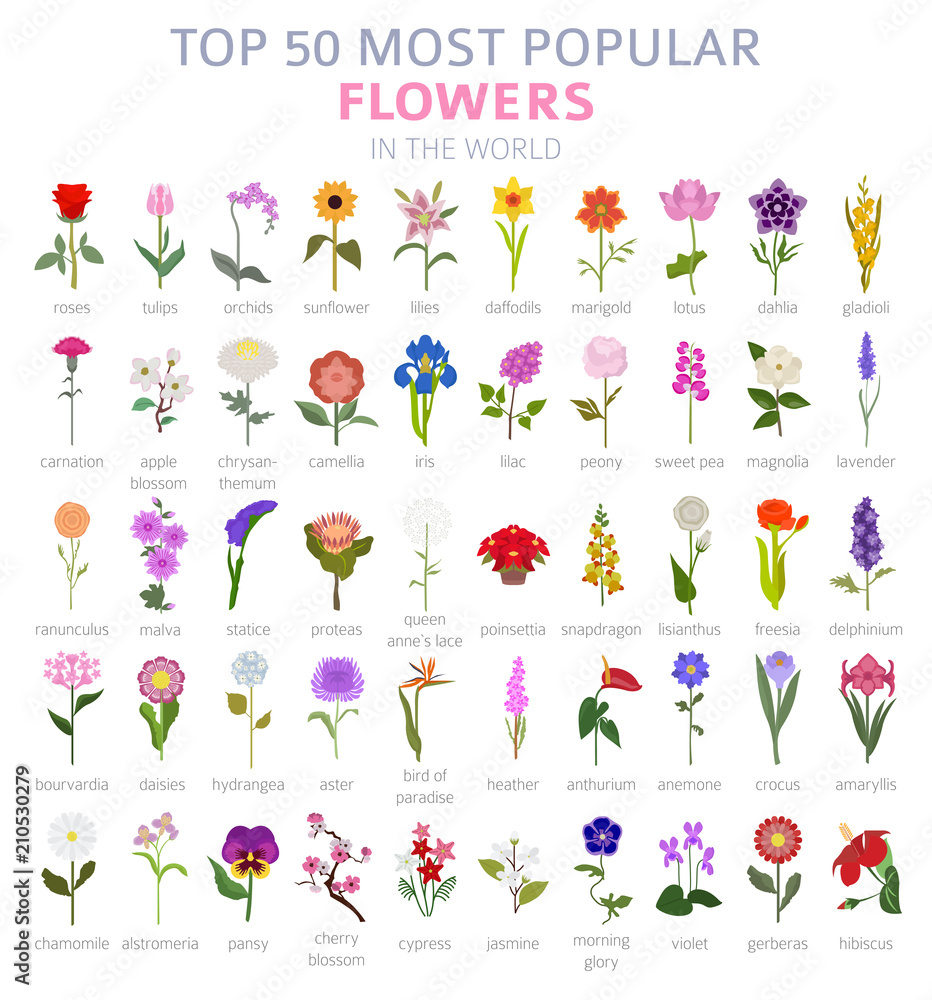 Naklejka premium Your garden guide. Top 50 most popular flowers infographic