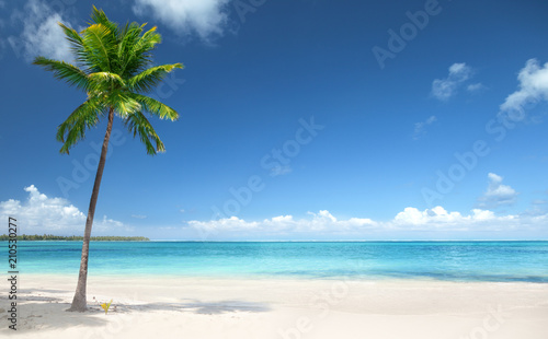 Fototapeta Naklejka Na Ścianę i Meble -  palm and beach