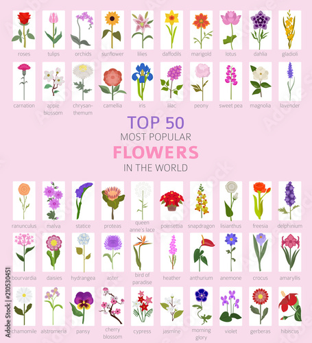 Your garden guide. Top 50 most popular flowers infographic