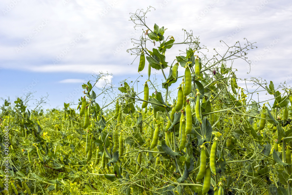 pea beans on plants, in the field, against a background of pure sunny sky pea beans on plants, in the field, against a background of pure sunny sky