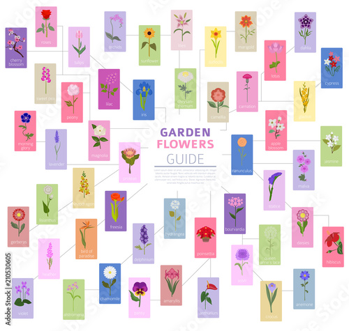 Your garden guide. Top 50 most popular flowers infographic