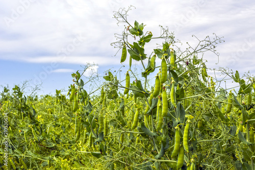 pea beans on plants, in the field, against a background of pure sunny sky