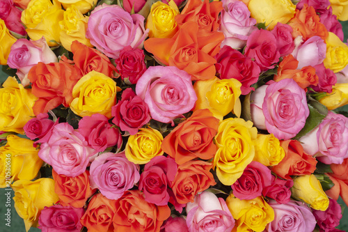 Floral background. Pink  red  yellow  orange roses in bouquet.