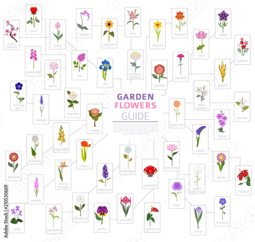 Your garden guide. Top 50 most popular flowers infographic