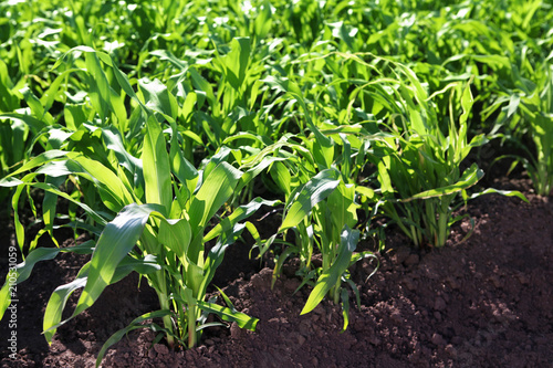 Cultivation of grain crops