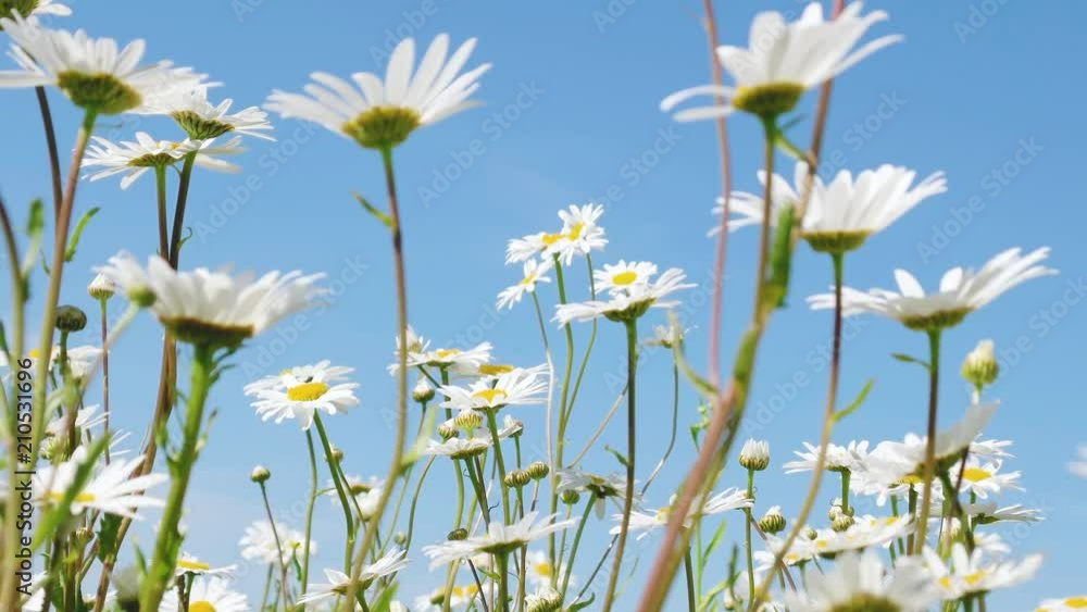 meadow flowers in not in focus meadow flowers in not in focus