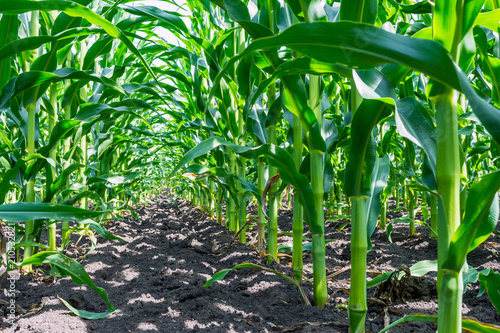 strong, even corn plants on the field, in the phase of the formation of the rock, under the sunny sky