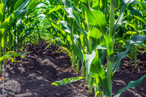 strong, even corn plants on the field, in the phase of the formation of the rock, under the sunny sky