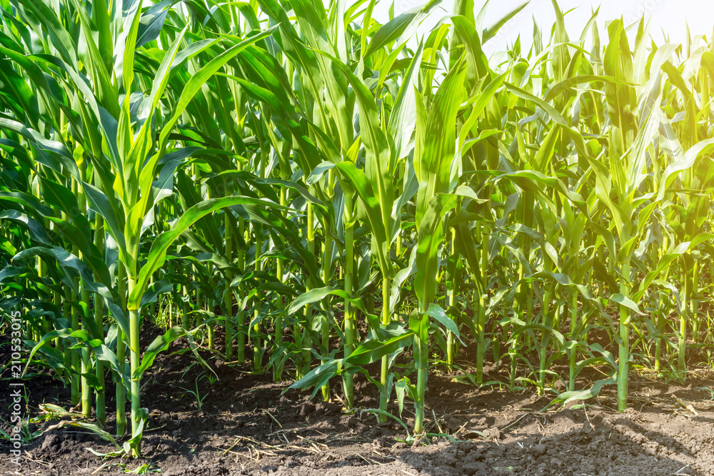 strong, even corn plants on the field, in the phase of the formation of the rock, under the sunny sky strong, even corn plants on the field, in the phase of the formation of the rock, under the sunny sky