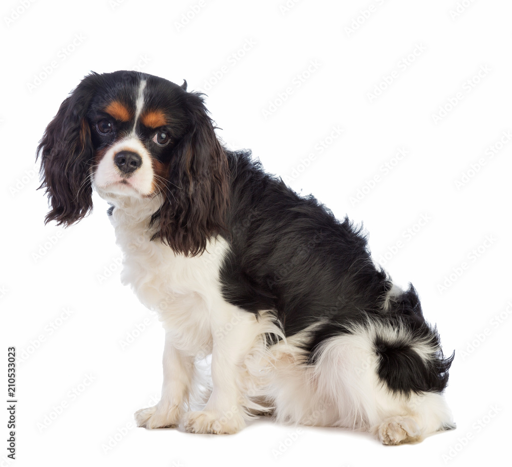 Cavalier king Charles sitting and looking straight ahead Cavalier king Charles sitting and looking straight ahead