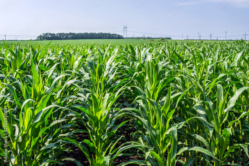 Obraz premium strong, even corn plants on the field, in the phase of the formation of the rock, under the sunny sky