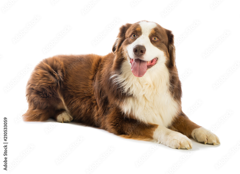 Tricolor red Australian shepherd