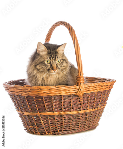 Big cat norvegian, feline with long hair, in basket