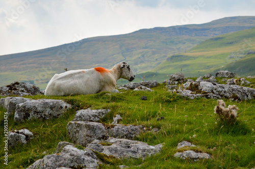 Sheep overlooking Malham