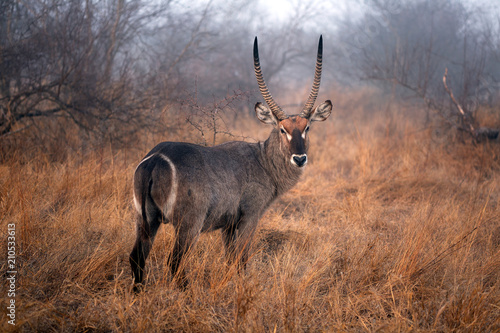 Wasserbock