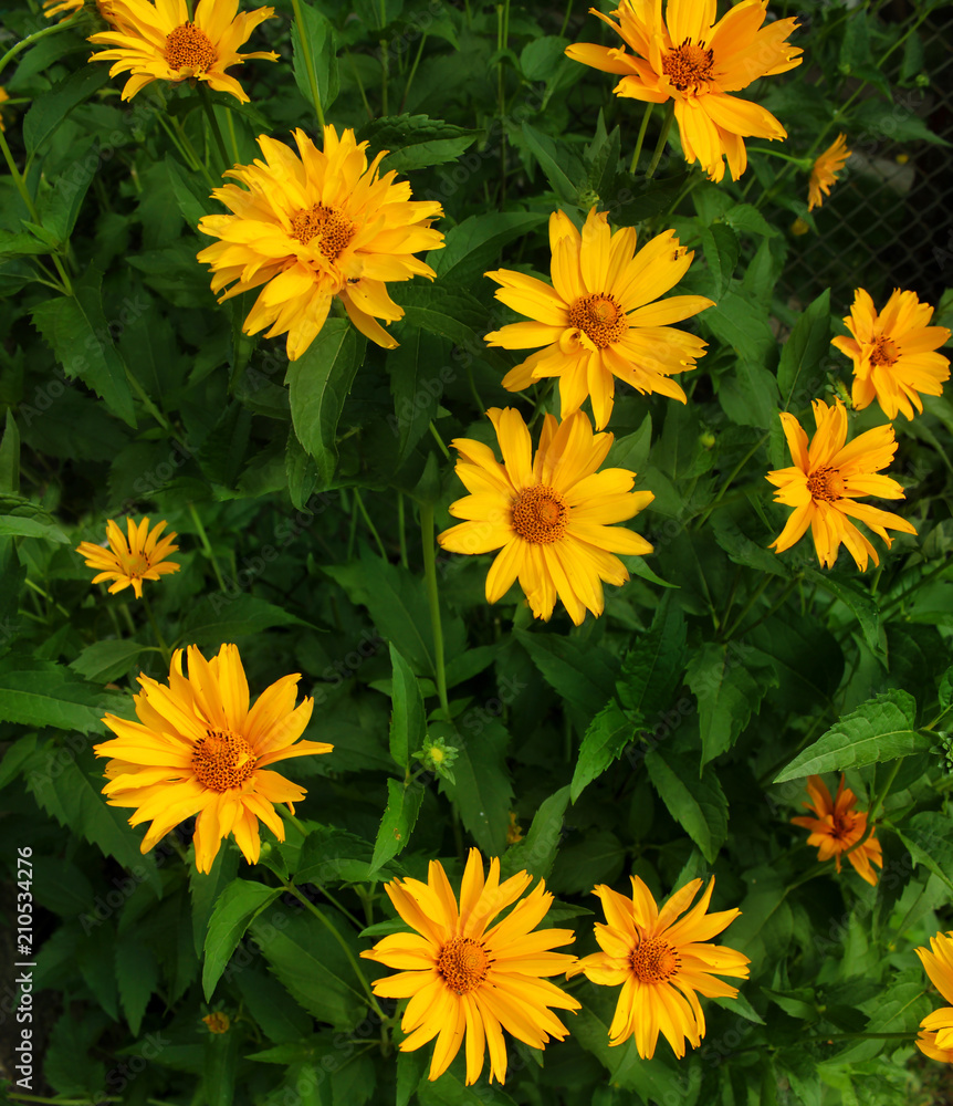 Panoramic image of yellow daisies in the garden. Panoramic image of yellow daisies in the garden.