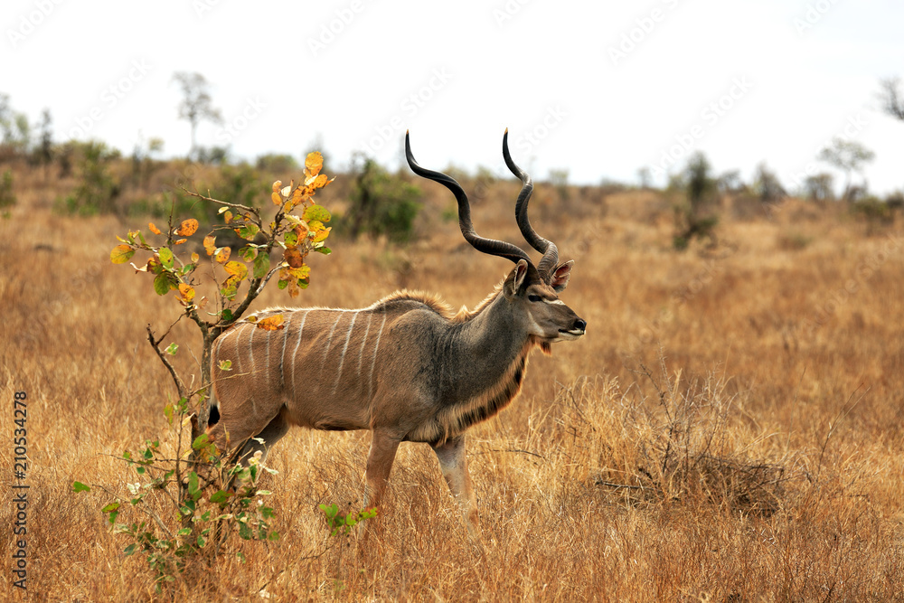 Kudu Kudu
