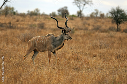 Kudu