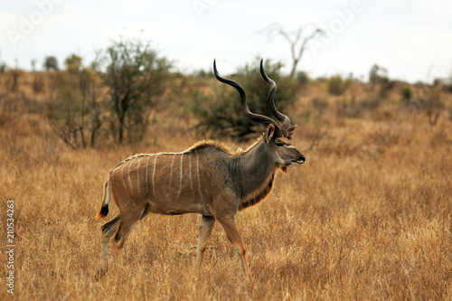 Kudu