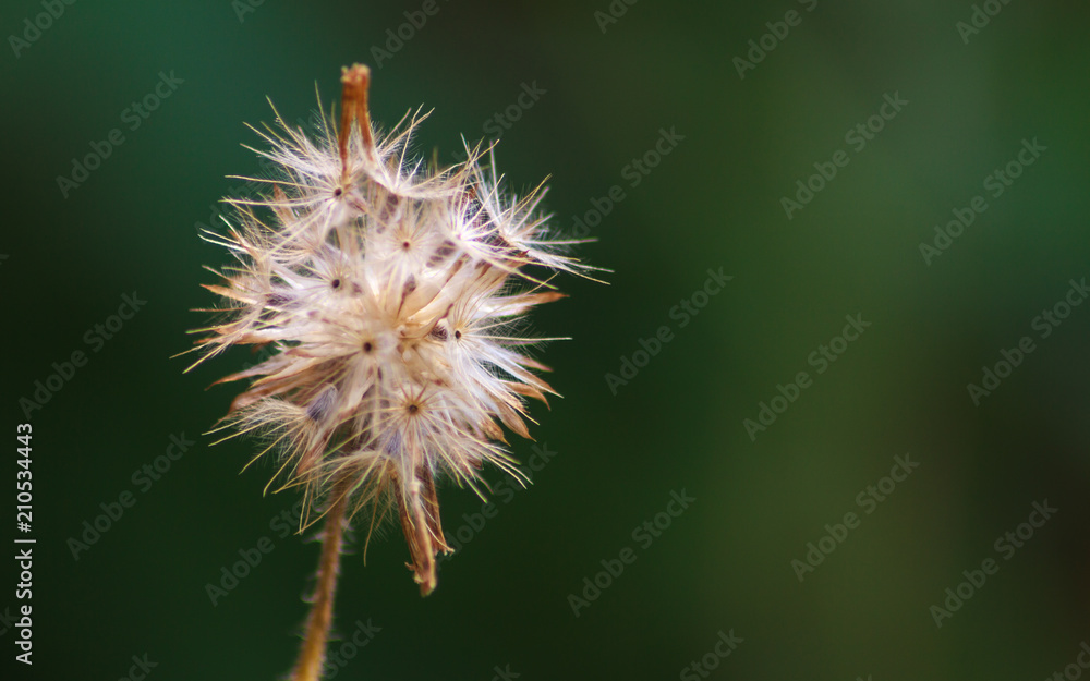 Soft Focus of Dry Grass Flower Closeup. Soft Focus of Dry Grass Flower Closeup.