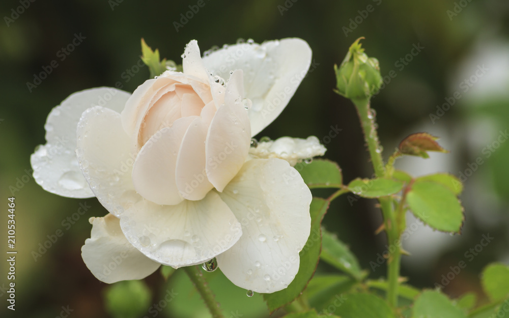 Obraz premium White Rose With Rain Drop.