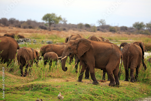 Elefantenherde
