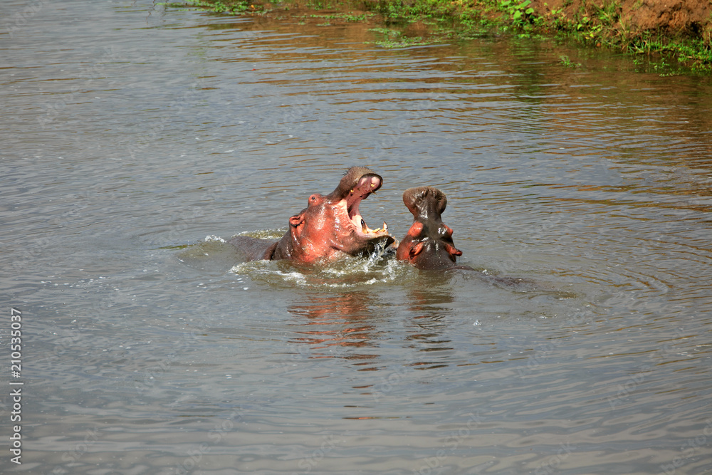Fototapeta premium Flusspferde