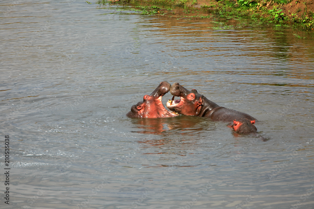 Fototapeta premium Flusspferde