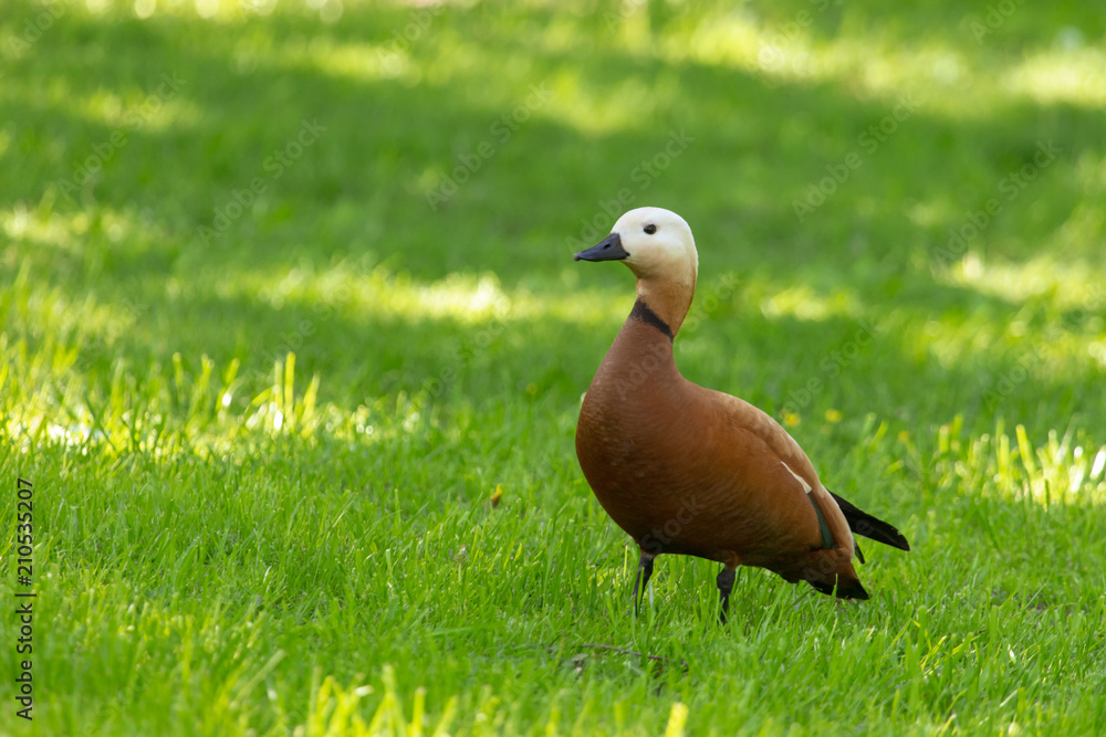 Duck walking on green grass in park Duck walking on green grass in park