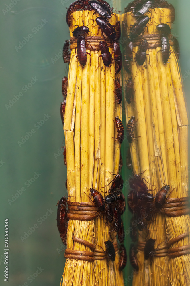 Brooming Insects Many insects of cockroaches on a broom Stock Photo | Adobe Stock
