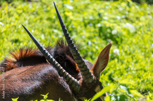 Horns of a mountain goat in the open air photo