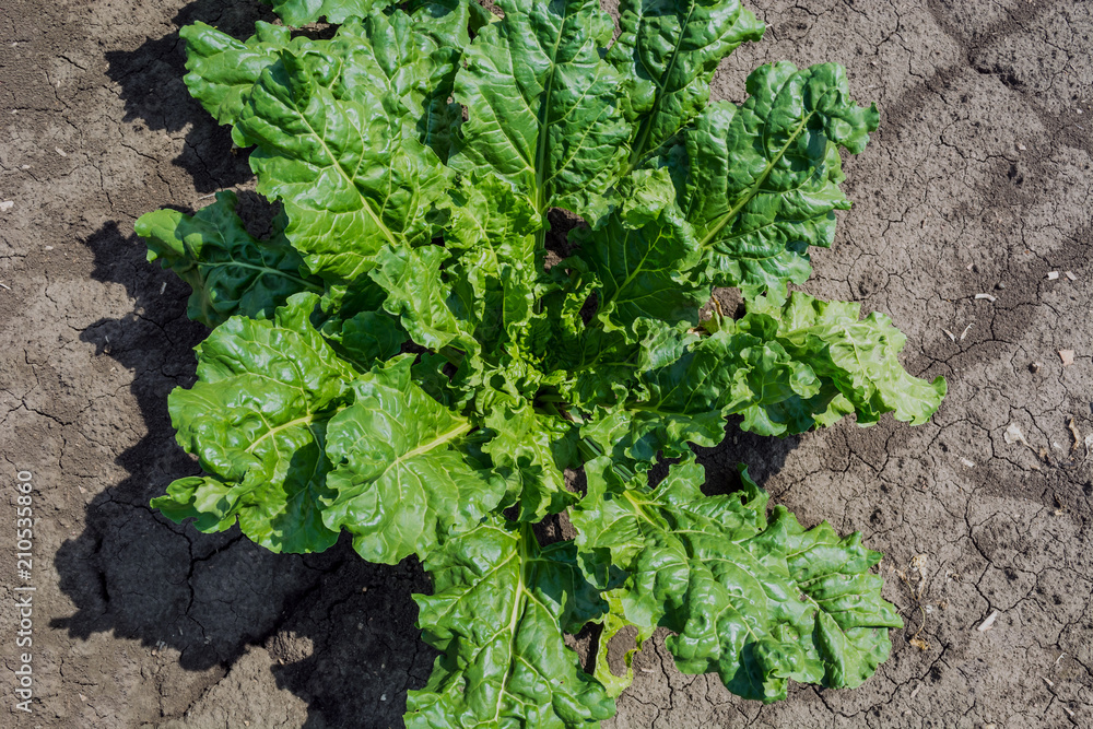 huge sugar beet plants on the field under the sunny sky with powerful roots huge sugar beet plants on the field under the sunny sky with powerful roots