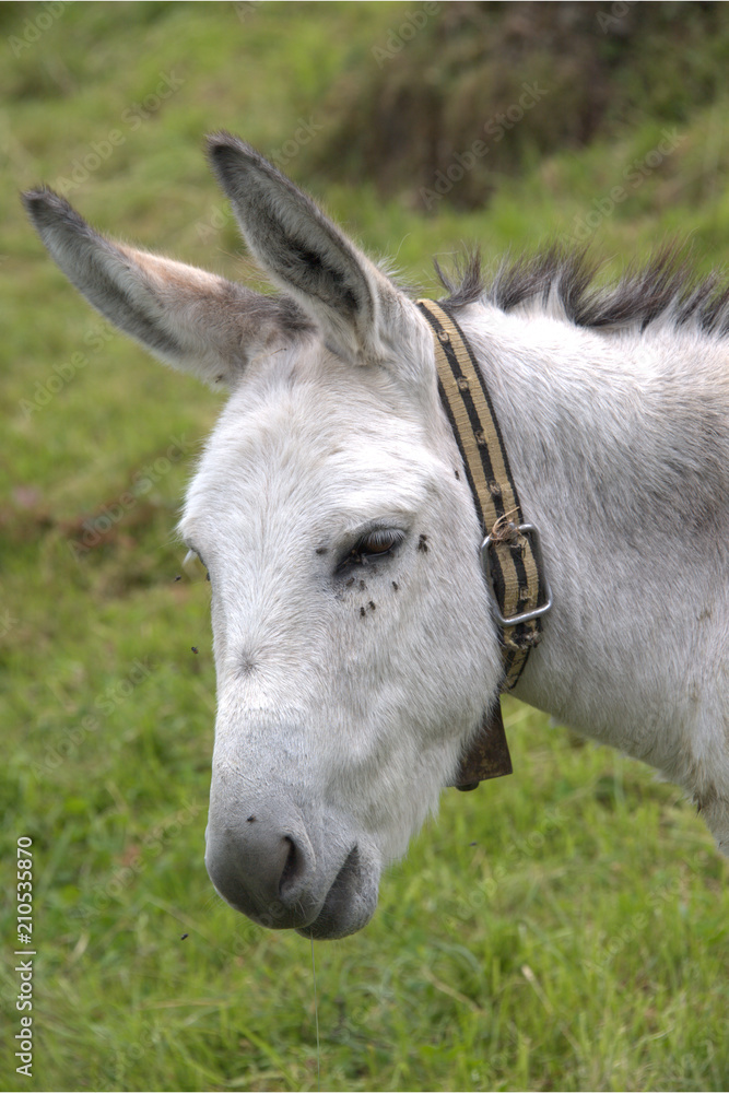 Obraz premium Weisser Essel