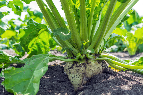 Obraz na płótnie huge sugar beet plants on the field under the sunny sky with powerful roots