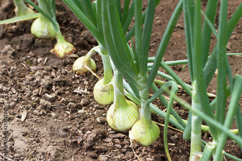 Onion plantation in the garden.