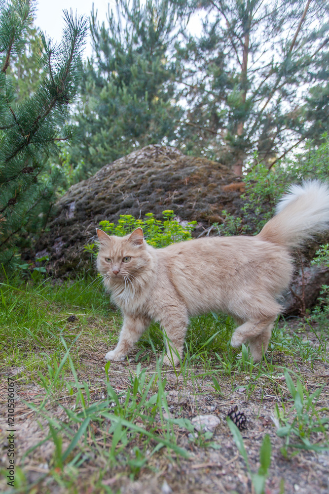 Fluffy red cat walks along wooden paths in the forest Fluffy red cat walks along wooden paths in the forest