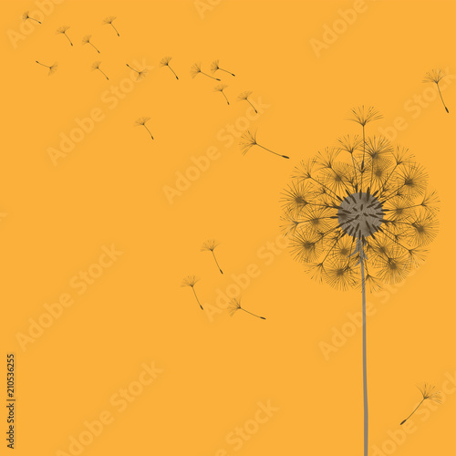 Abstract background of a dandelion for design.