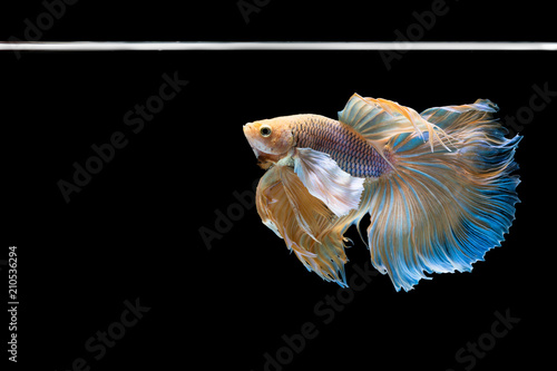 Canvas Print Halfmoon betta beautiful fish