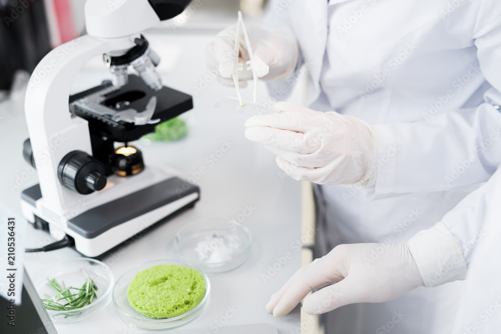 Fototapeta premium Crop scientists in laboratory coats and gloves standing at desk with microscope and taking sample with white pincers during food nutrition tests