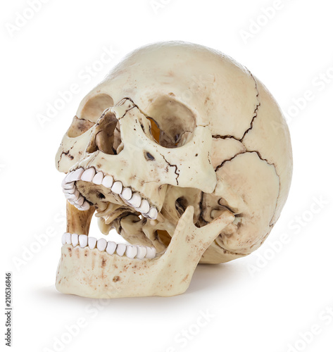 Human skull isolated on white background with clipping path.
