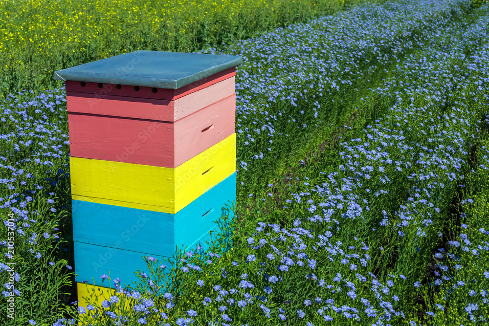 flowering, young plants of flax on the field, during harvesting, against the sky. Nearby there are beehives with bees. flowering, young plants of flax on the field, during harvesting, against the sky. Nearby there are beehives with bees.