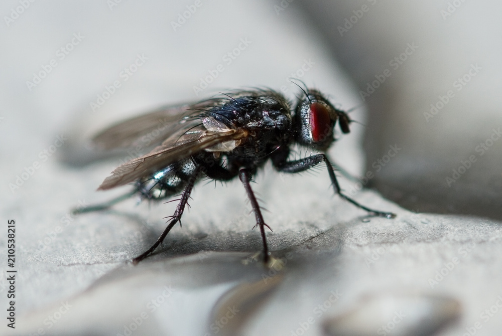 Fly is drinking from puddle of water. Fly is drinking from puddle of water.