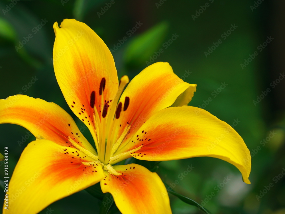 Yellow lily park in Tokorozawa, Japan Yellow lily park in Tokorozawa, Japan