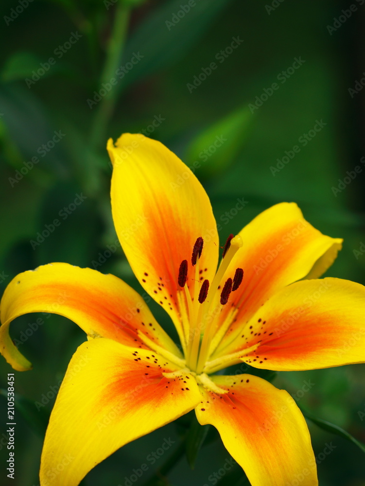 Yellow lily park in Tokorozawa, Japan Yellow lily park in Tokorozawa, Japan