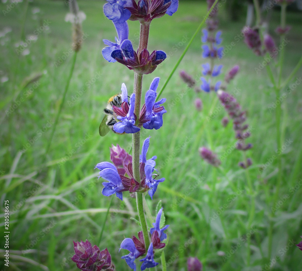 Obraz premium Flower in a field