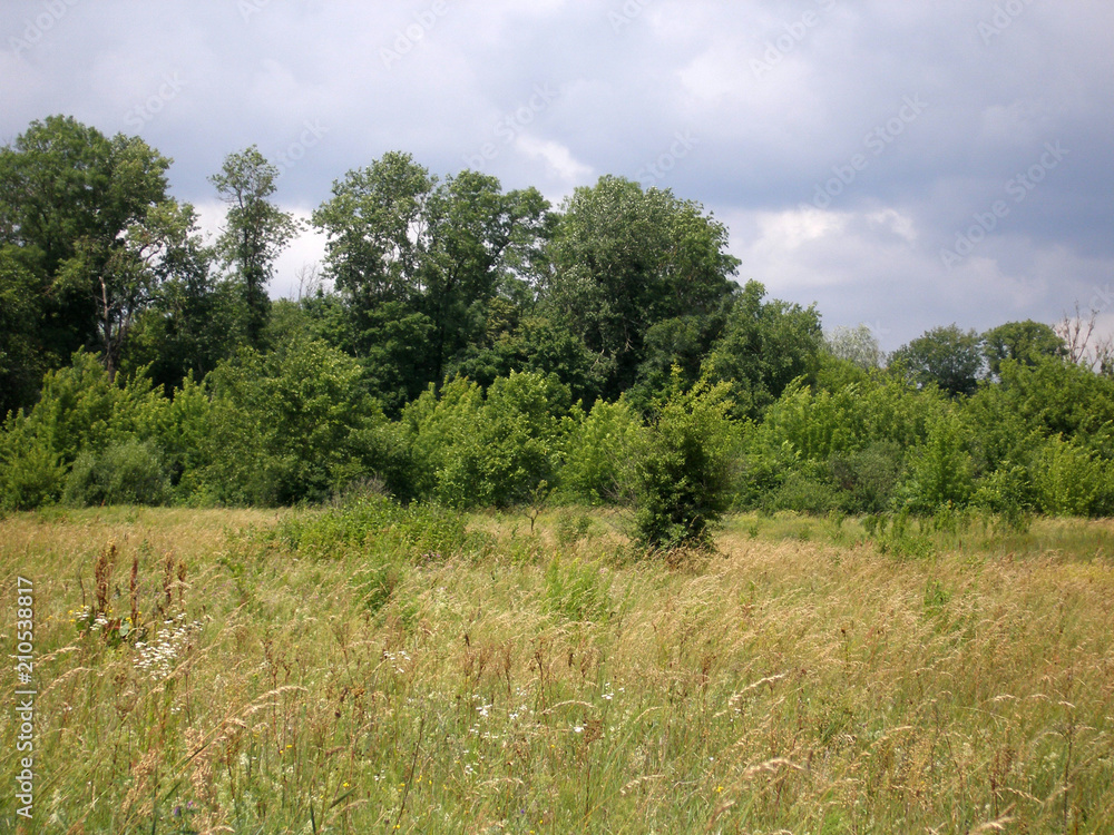 Landscape in June with trees. Landscape in June with trees.