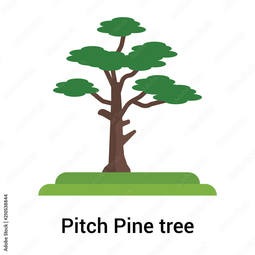 Pitch Pine tree icon vector sign and symbol isolated on white
