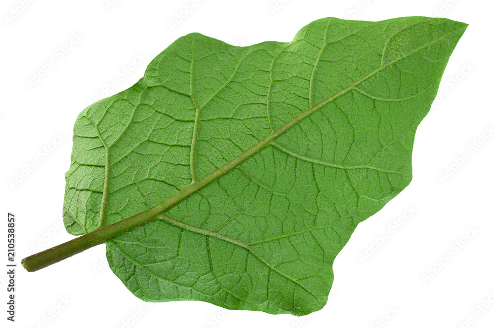 Obraz premium Eggplant leaf closeup on white