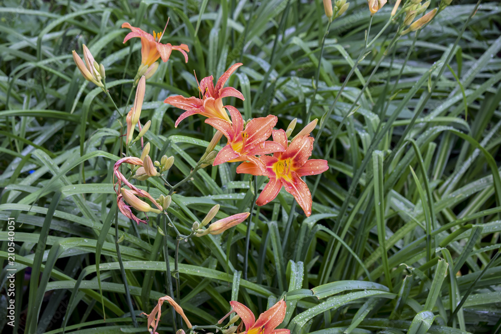 lily flowers grow in a country house garden lily flowers grow in a country house garden